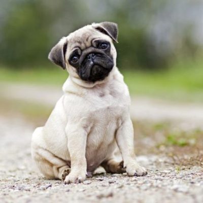 Gallery 16 - a dog
